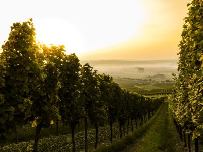 500 VARIETIES OF GRAPES GROW IN GEORGIA